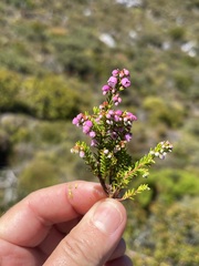 Erica curvirostris