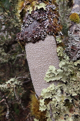 Lecanora caesiorubella