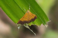 Pyrausta bicoloralis