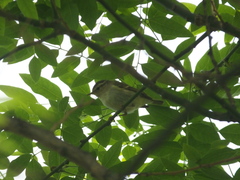 Phylloscopus