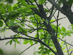 Phylloscopus