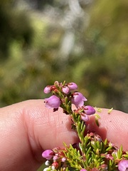 Erica curvirostris