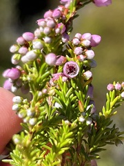Erica curvirostris