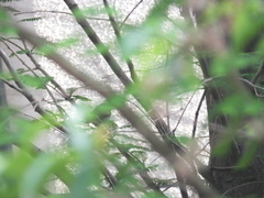 Phylloscopus