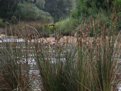 Juncus kraussii kraussii