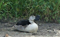 Sarkidiornis melanotos