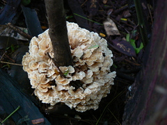 Podoscypha petalodes