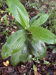 Miconia impetiolaris