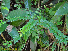 Zanthoxylum scandens