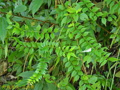 Zanthoxylum scandens