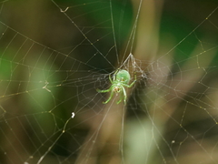 Aoaraneus pentagrammicus