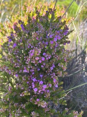 Erica curvirostris