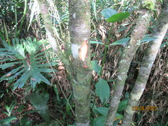 Ocotea pulchella