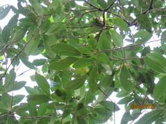 Ocotea pulchella
