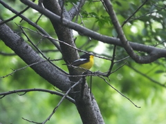 Ficedula zanthopygia