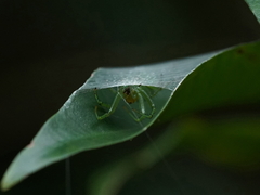 Aoaraneus pentagrammicus
