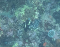 Eques punctatus
