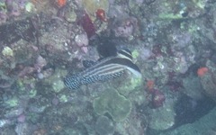 Eques punctatus