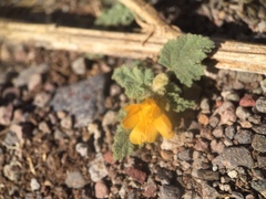 Sphaeralcea coulteri