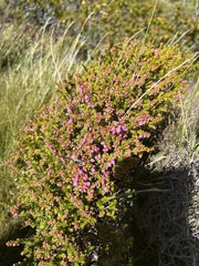 Erica curvirostris