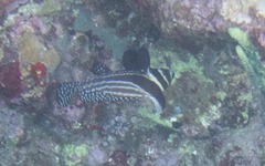 Eques punctatus