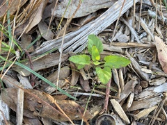 Stachys floridana