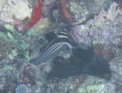 Eques punctatus