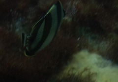 Chaetodon striatus