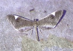 Macrosoma heliconiaria