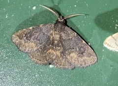 Prosoparia rugosa