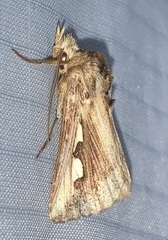 Didugua argentilinea