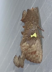 Notoplusia flavodiscata