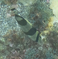 Chaetodon striatus