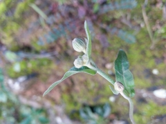 Andryala integrifolia