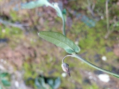 Andryala integrifolia