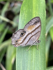 Cissia penelope