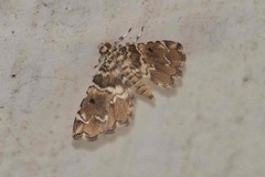 Sufetula