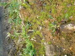 Andryala integrifolia
