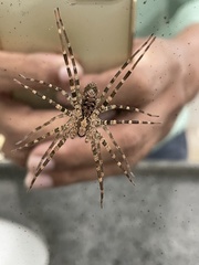 Acanthoctenus