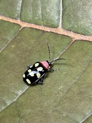 Omophoita