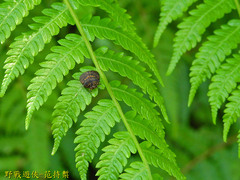 Phyllomegacopta majuscula