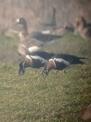 Branta ruficollis
