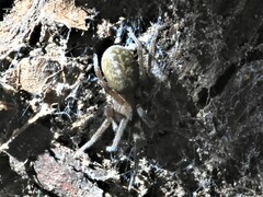 Phyxelididae