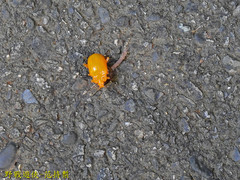Podontia lutea
