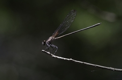 Hetaerina rosea