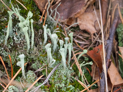 Cladonia deformis