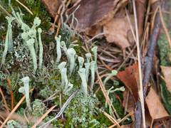 Cladonia deformis
