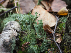 Cladonia deformis