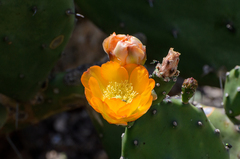 Opuntia bonaerensis