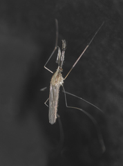 Anopheles